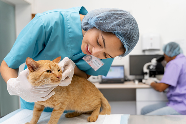 Setting Up a Veterinary Clinic in Dubai: A Step-by-Step Guide